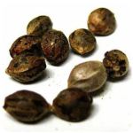 Семена марихуаны АК-47  (Seeds AK-47) в Порхове
